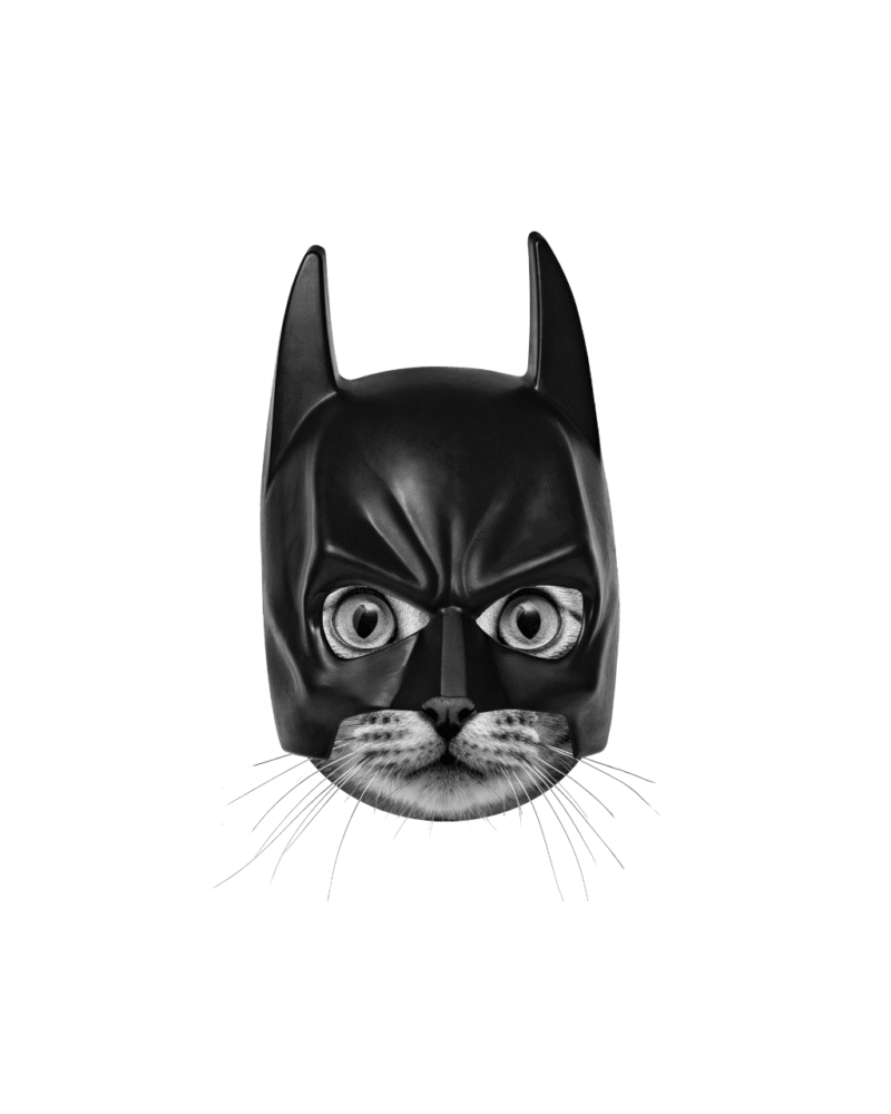 Batcat